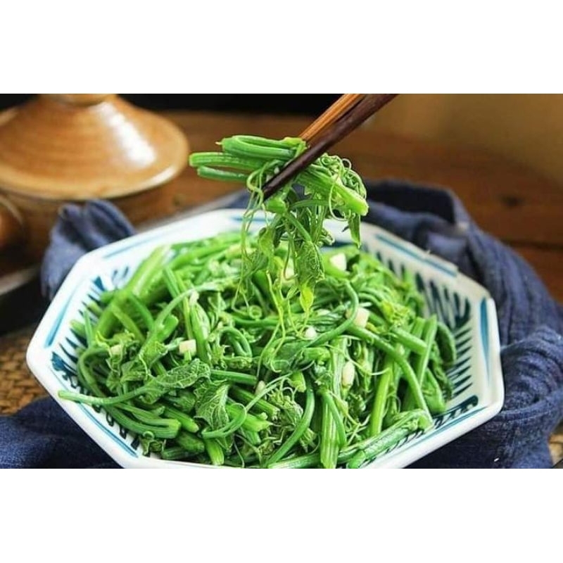Cây giống su su siêu ngọn gửi cây ý hình