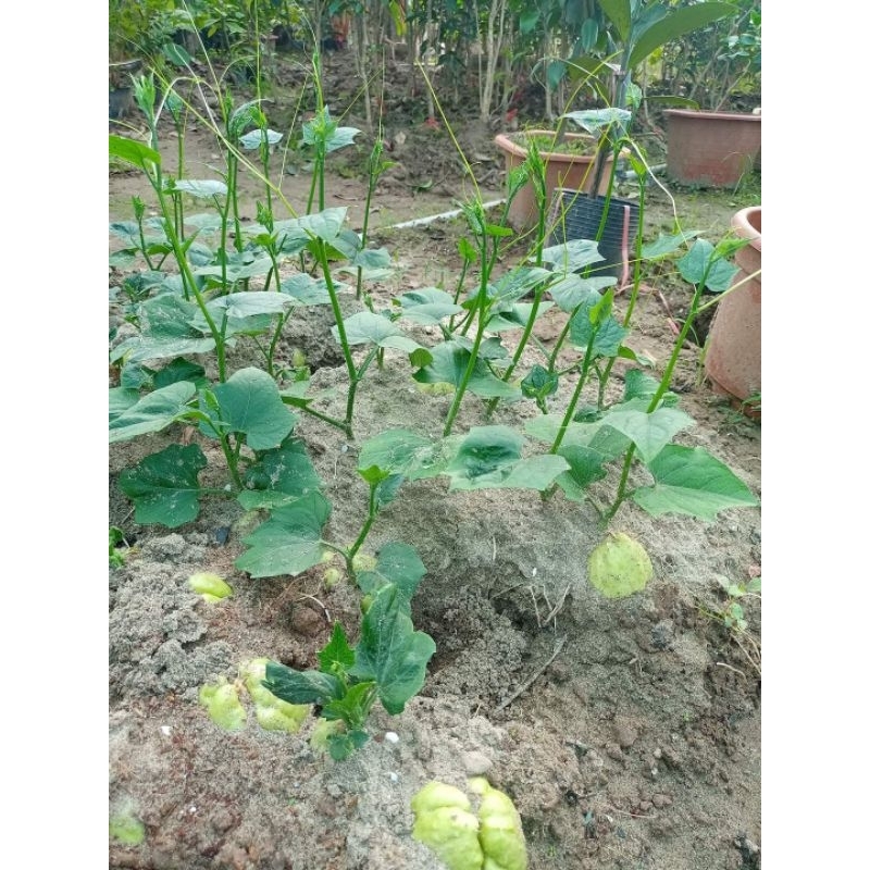 Cây giống su su siêu ngọn gửi cây ý hình