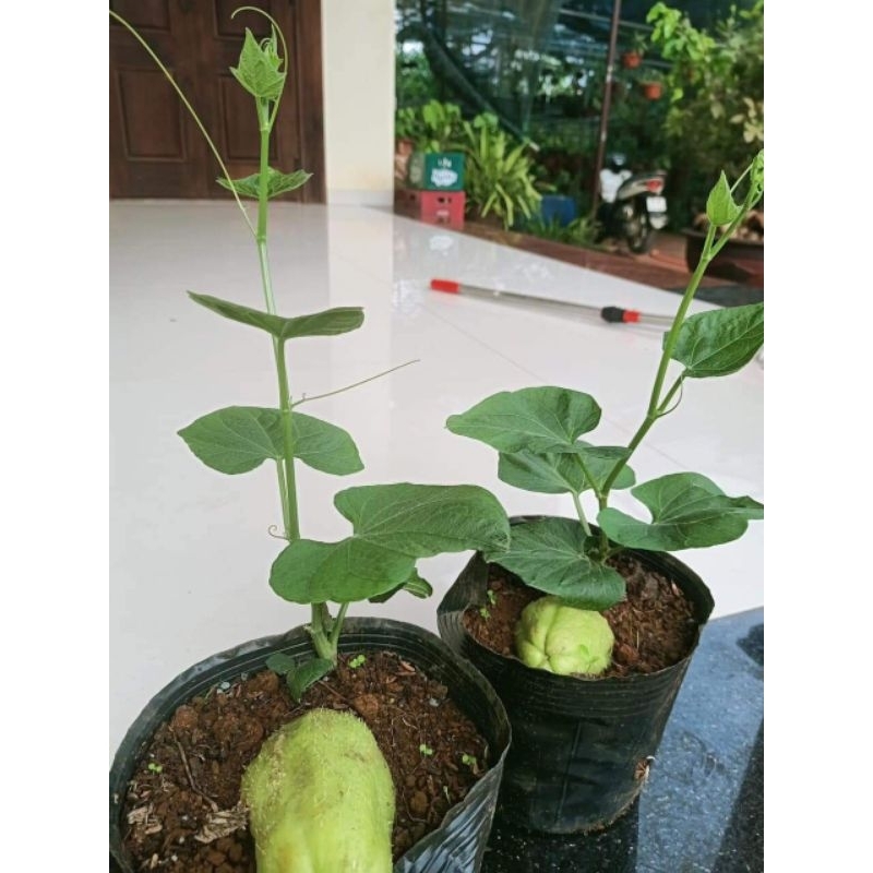 Cây giống su su siêu ngọn gửi cây ý hình