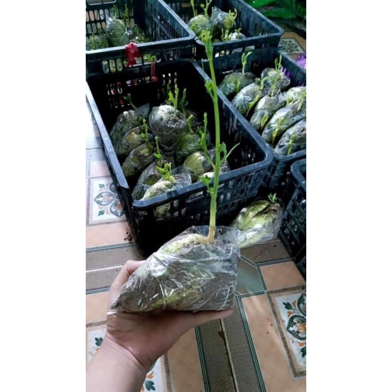 Cây giống su su siêu ngọn gửi cây ý hình