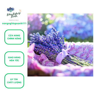 Hạt giống Hoa Oải Hương Lavender, hạt giống hoa Lavender tím gói 0.5g