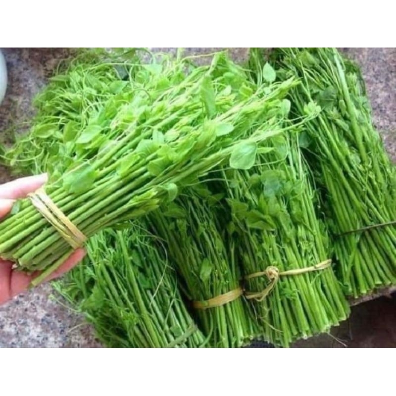 Cây giống su su siêu ngọn gửi cây ý hình