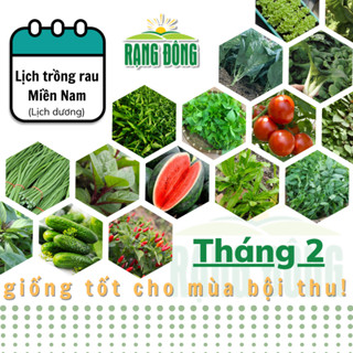 Hạt giống Rau Củ Quả trồng theo mùa ở miền NAM, THÁNG 2 này trồng rau gì? - Hạt giống Rạng Đông