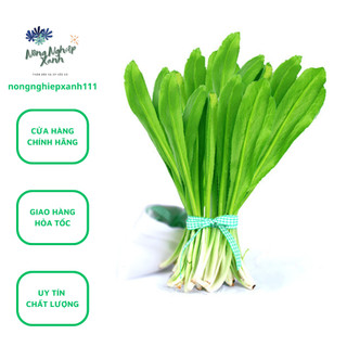 Hạt Giống Ngò Gai gói 5gr, hat giong rau sach thuy canh