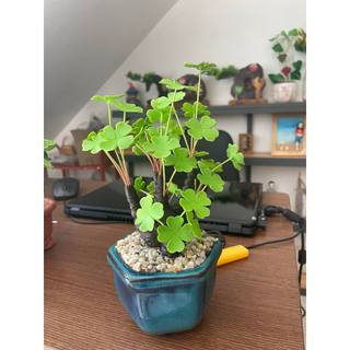 Chậu cỏ 4 lá may mắn làm bằng đất sét
