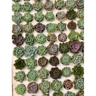 32 sen vỉ mini size 3cm mix đẹp