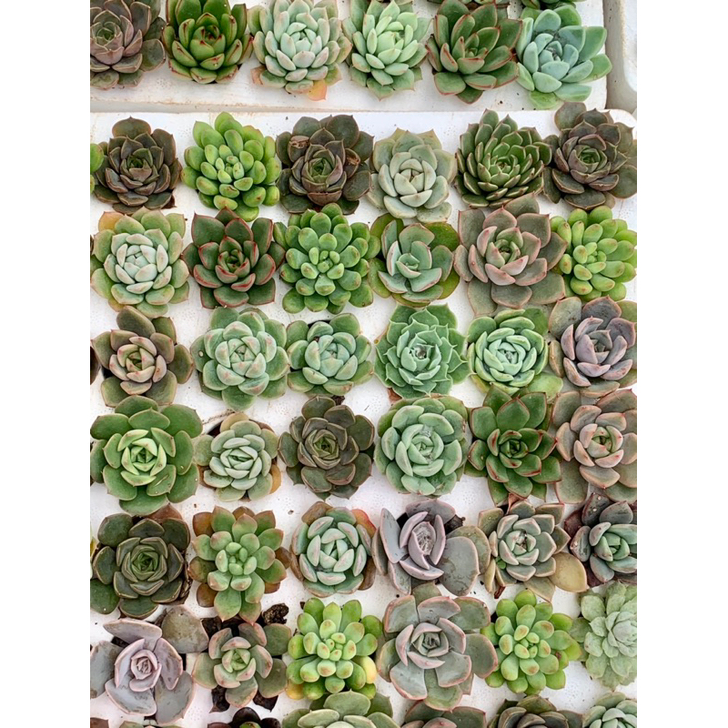 32 sen vỉ mini size 3cm mix đẹp