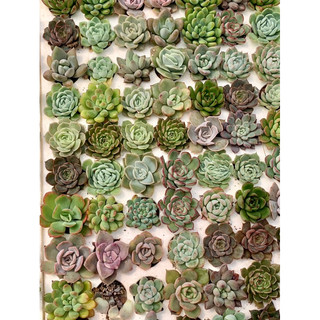 32 sen vỉ mini size 3cm mix đẹp
