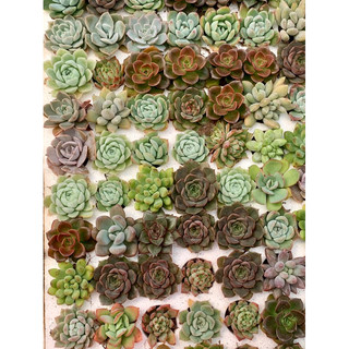 32 sen vỉ mini size 3cm mix đẹp