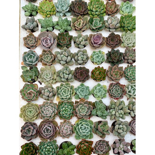 32 sen vỉ mini size 3cm mix đẹp