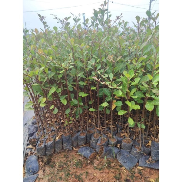 Cây Giống Bàng Đài Loan -Cây Công Trình - bầu rễ khỏe manh cao từ 35-60cm