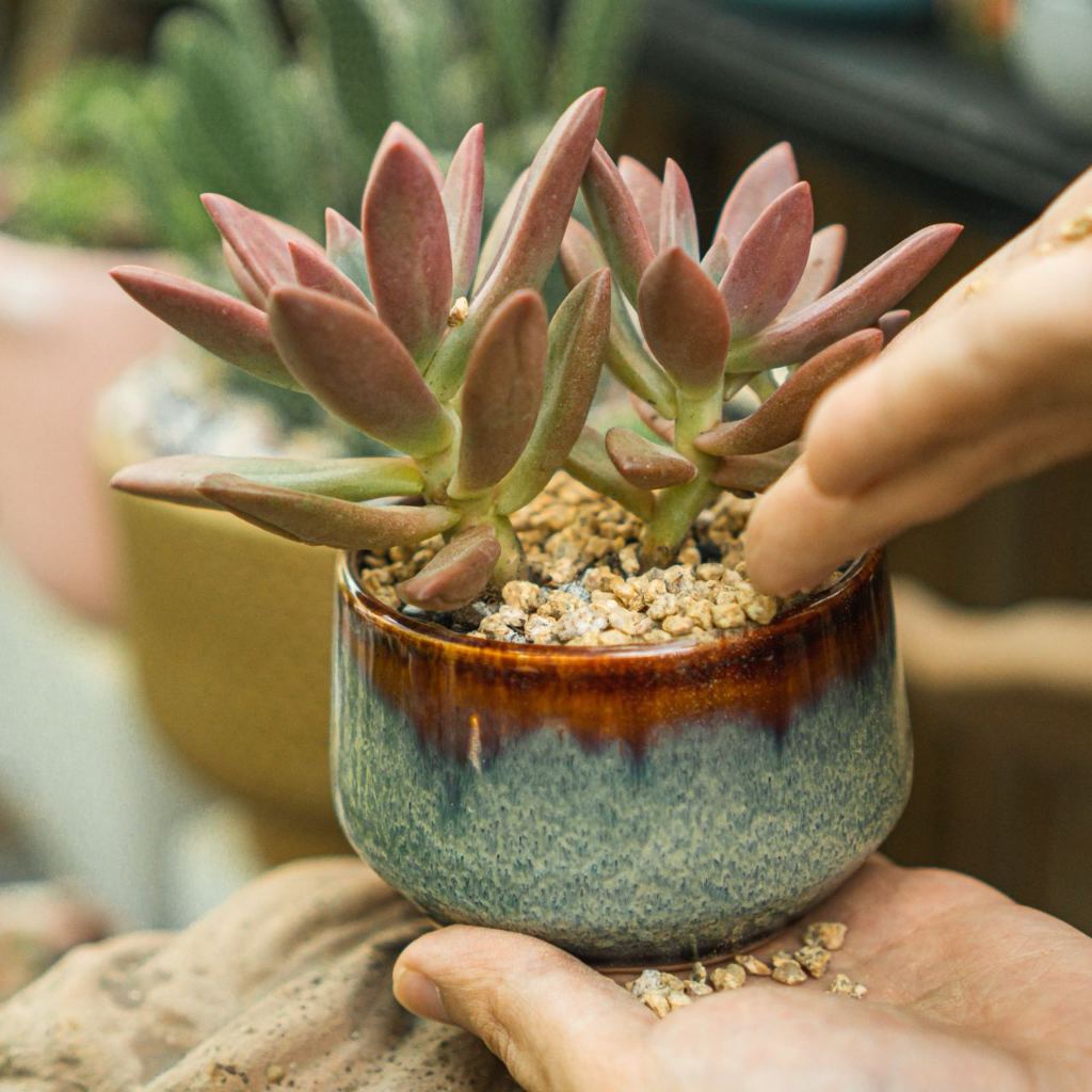 Đá Masato - Sạch bụi, không vụn - Rải mặt, Kích rễ, giúp sen đá lên màu nhanh | Bloom Garden