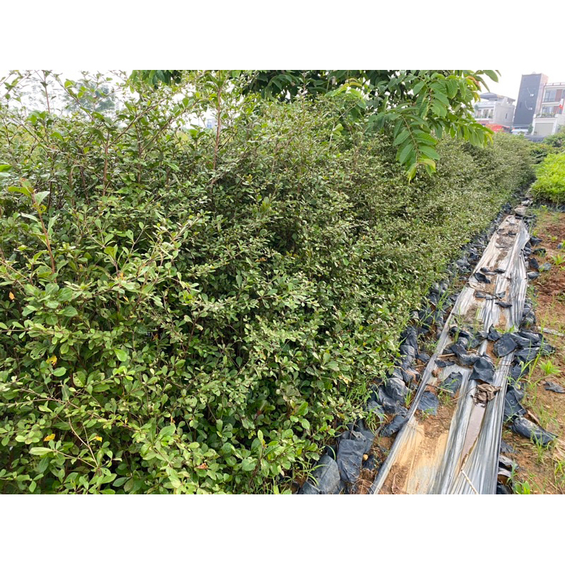 Cây Giống Bàng Đài Loan -Cây Công Trình - bầu rễ khỏe manh cao từ 35-60cm
