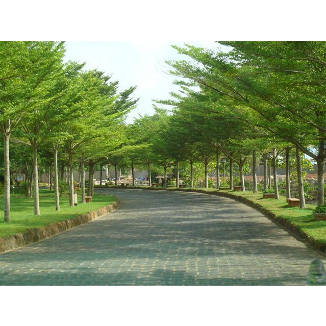 Cây Giống Bàng Đài Loan -Cây Công Trình - bầu rễ khỏe manh cao từ 35-60cm