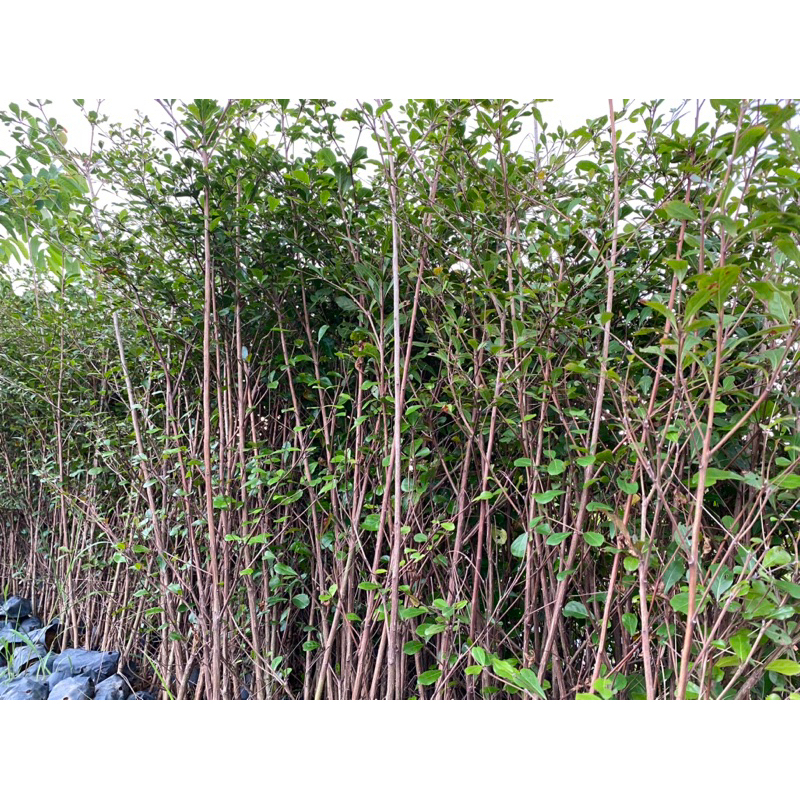 Cây Giống Bàng Đài Loan -Cây Công Trình - bầu rễ khỏe manh cao từ 35-60cm