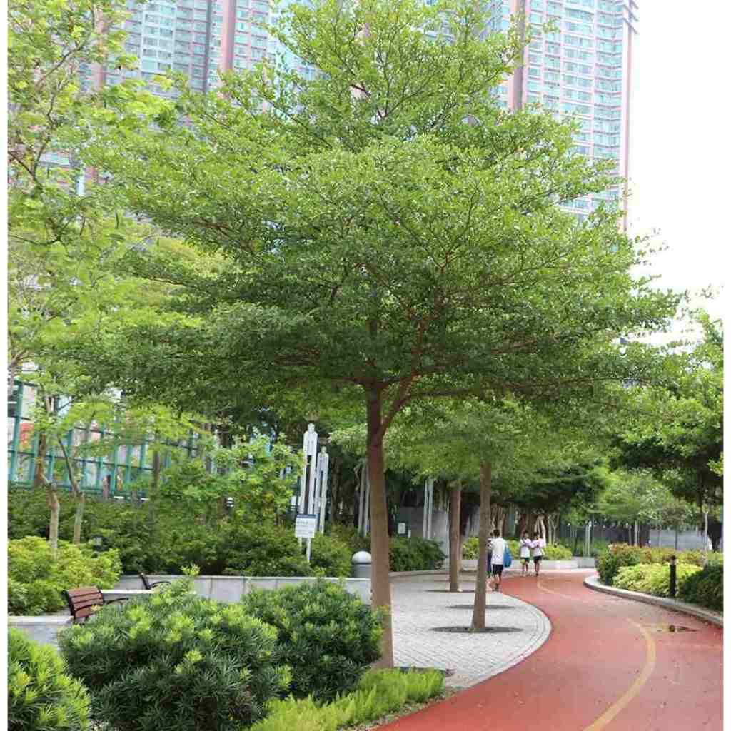 Cây Giống Bàng Đài Loan -Cây Công Trình - bầu rễ khỏe manh cao từ 35-60cm