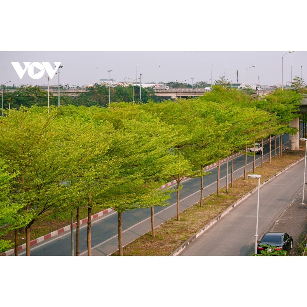 Cây Giống Bàng Đài Loan -Cây Công Trình - bầu rễ khỏe manh cao từ 35-60cm