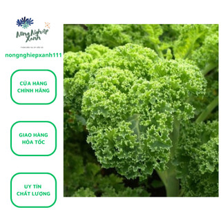 Hạt giống Cải Xoăn Kale, hạt giống cải kale, hat giong cai xoan kale - gói 2g