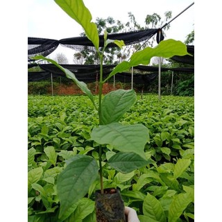 Cây giống dổi nếp rừng lấy hạt -, lấy gỗ
