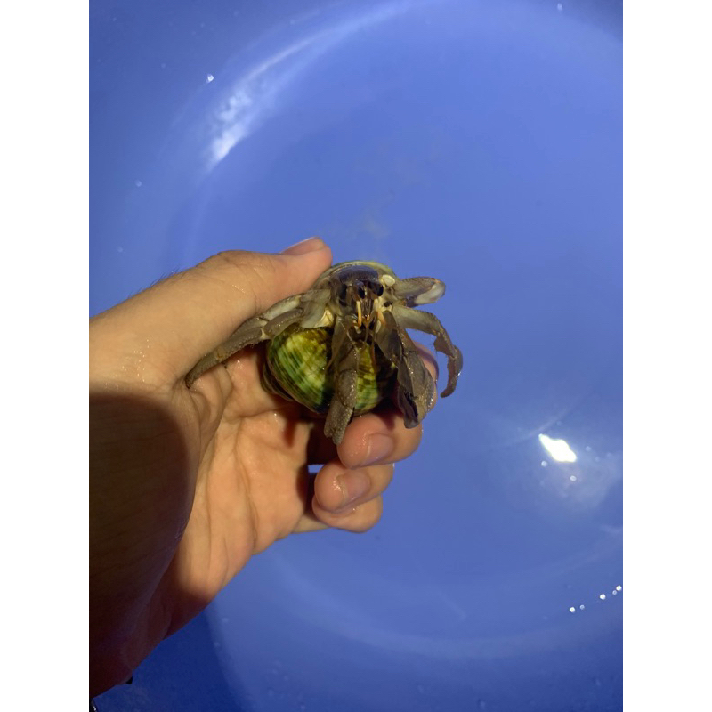 Combo 5 bé tặng 2 bé rugosus 🥳