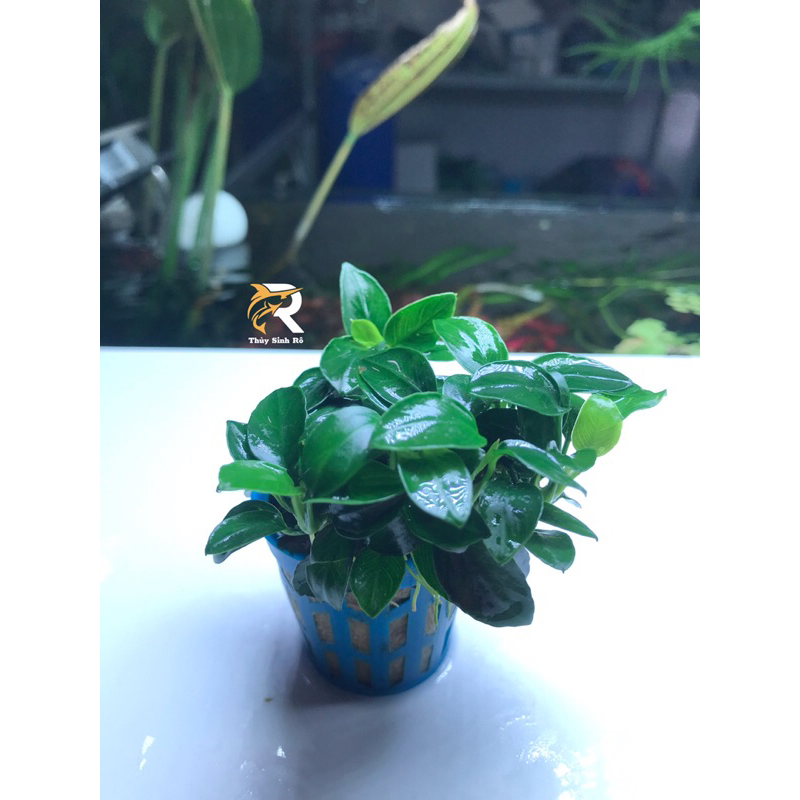 RÁY NANA PETIT CHẬU THUỶ SINH