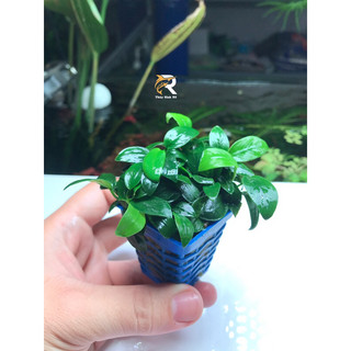 Ráy nana tàu chậu thuỷ sinh