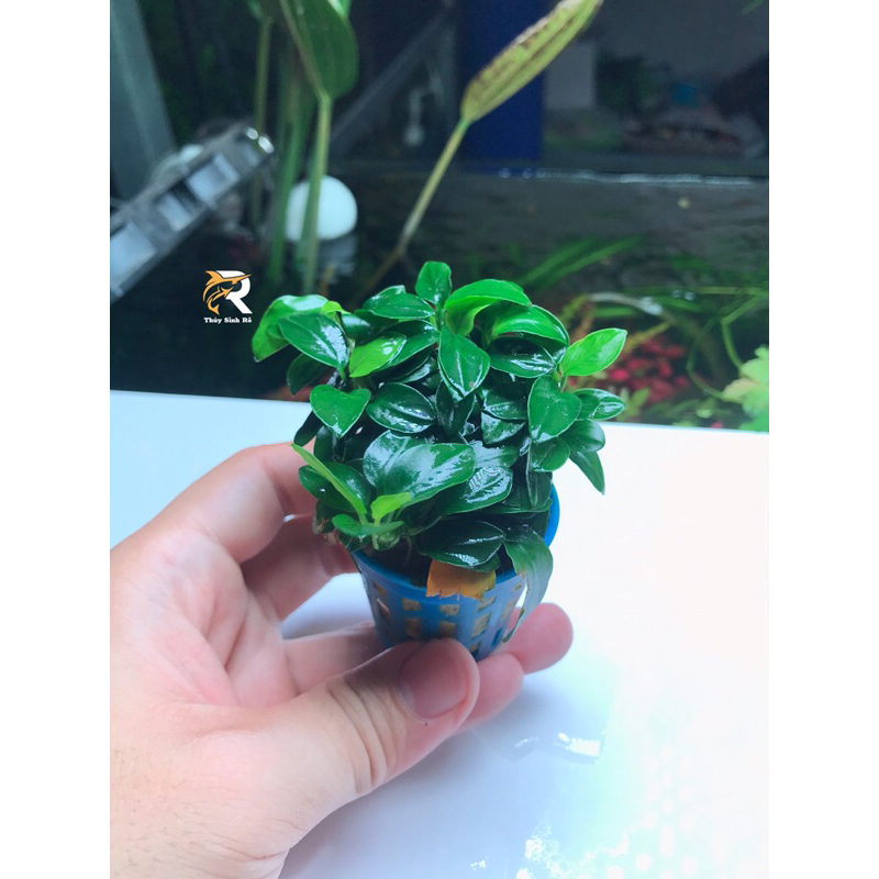 RÁY NANA PETIT CHẬU THUỶ SINH