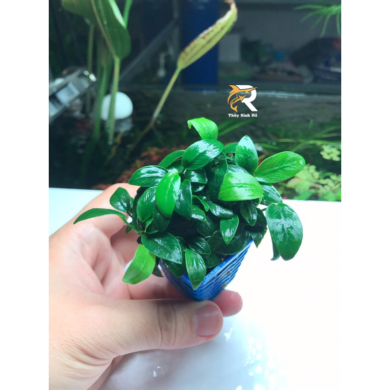 RÁY NANA TÀU CHẬU THUỶ SINH