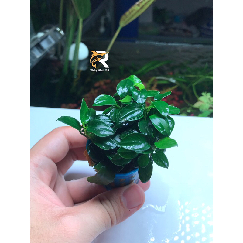 RÁY NANA PETIT CHẬU THUỶ SINH