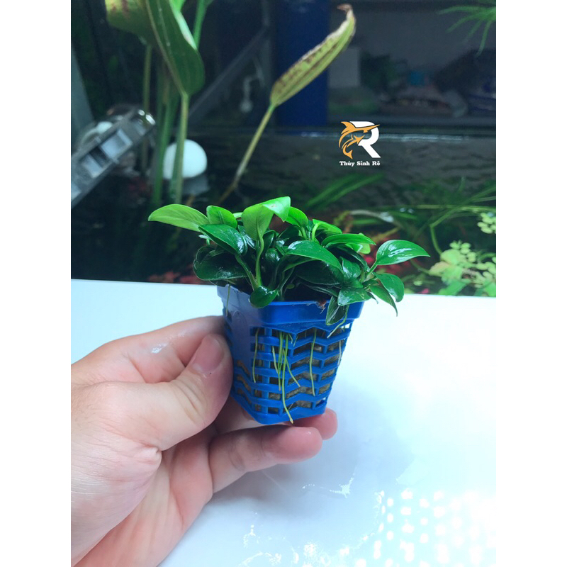 RÁY NANA TÀU CHẬU THUỶ SINH