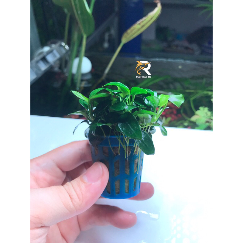 RÁY NANA PETIT CHẬU THUỶ SINH