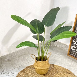 Cây chuối giả - Cây chuối cảnh trang trí nhà cửa, thuộc dòng chuối rẻ quạt, đẹp ấn tượng giống hệt cây thật Lan Decor