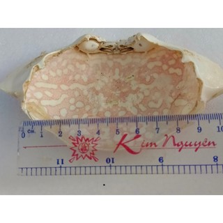 Hơn 45 cái vỏ ghẹ trăng xanh size lớn 14-19cm