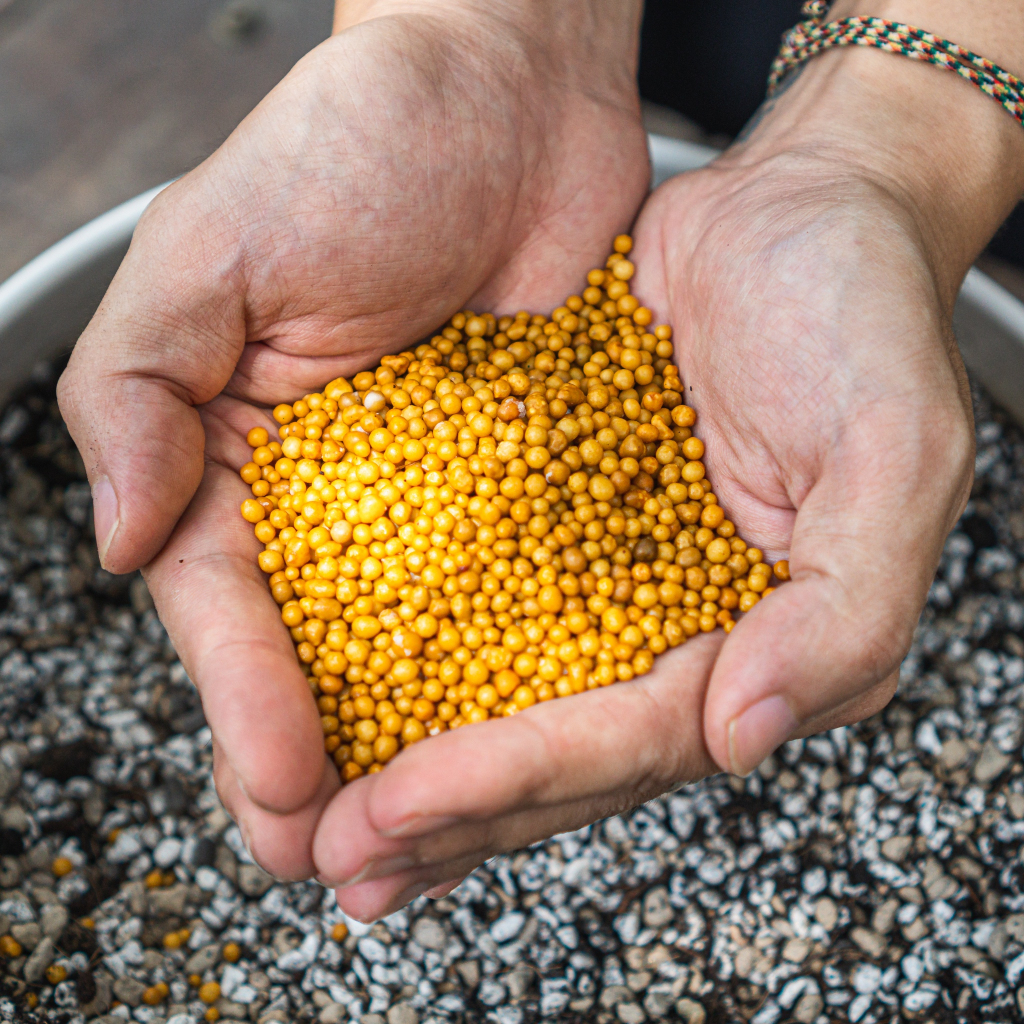 Phân tan chậm - Loại phân thích hợp nhất giúp sen cứng, giữ form & lên màu nhanh - Nhập khẩu USA | Bloom Garden