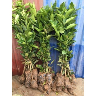 CAM ĐƯỜNG CANH (CAM CANH) cây giống cam đường canh siêu  trái - mọng nước