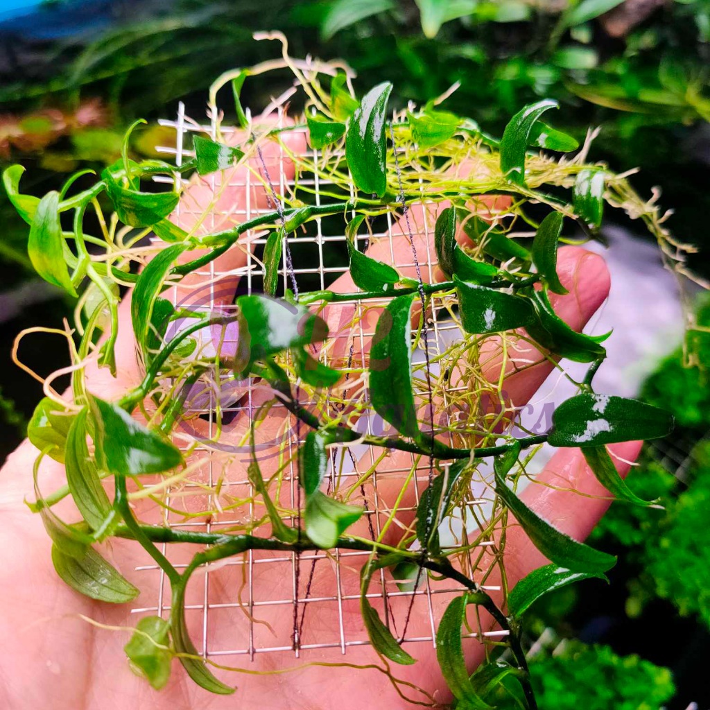 Cây ráy dây leo thủy sinh - Cây thủy sinh lá nước - H2 Aquatics