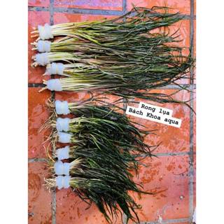  Cây thủy sinh - Rong Lụa trồng bể cá 