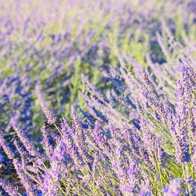 Túi thơm nụ Lavender  Pháp