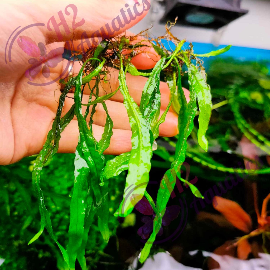 Cây thủy sinh Dương xỉ Lá Kim - Cây thủy sinh lá nước - H2Aquatics
