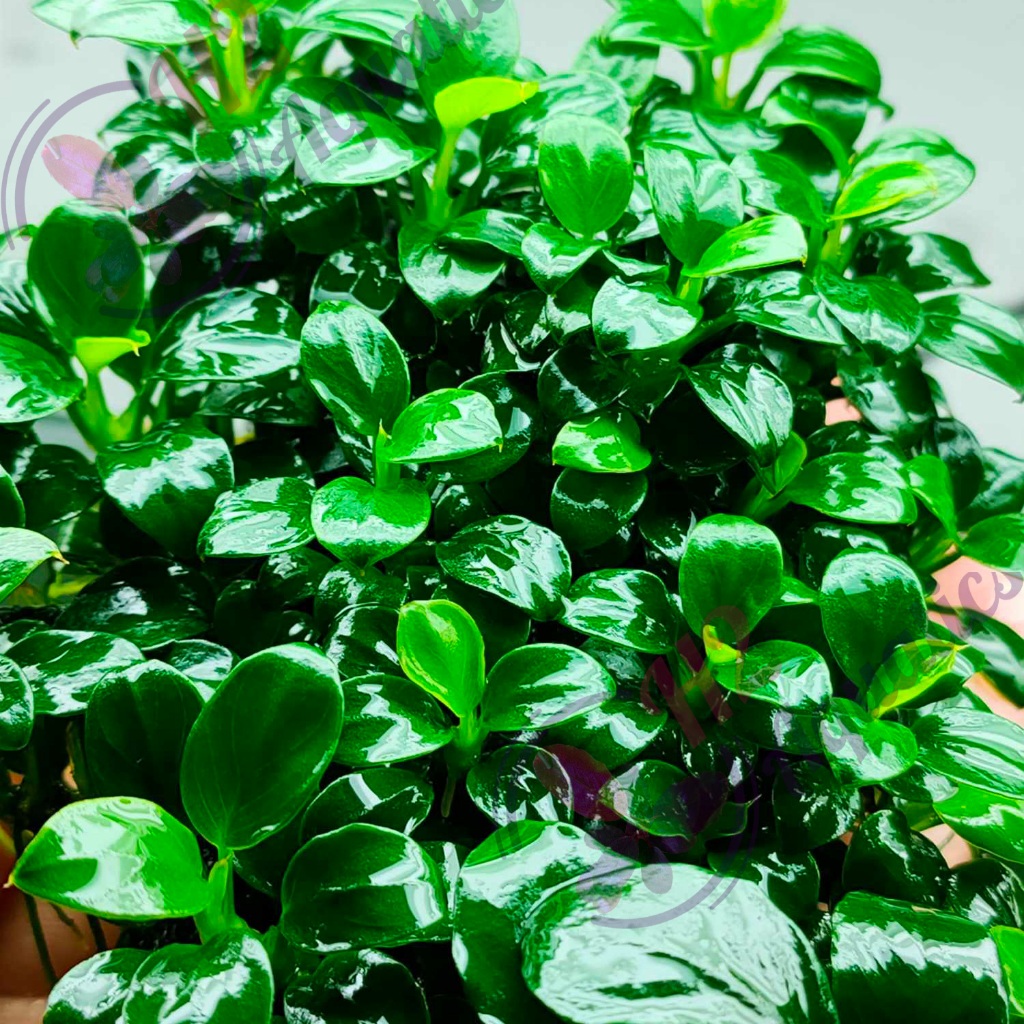 Ráy Nana Petite Sing, Thái gen cũ ngọn lẻ chuẩn đẹp - dán lũa - Cây thủy sinh lá nước - H2Aquatics