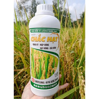 Phân bón Chắc hạt lúa, hạn chế lép hạt, cứng lá, cứng cây, hạn chế đổ ngã, Vô gạo cực nhanh