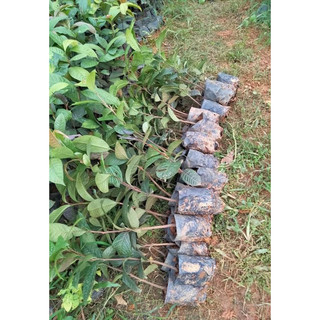 Cây giống trà hoa vàng ( chè hoa vàng) cao 40-50cm.