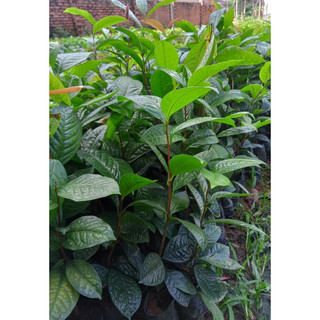 Cây giống trà hoa vàng ( chè hoa vàng) cao 40-50cm.