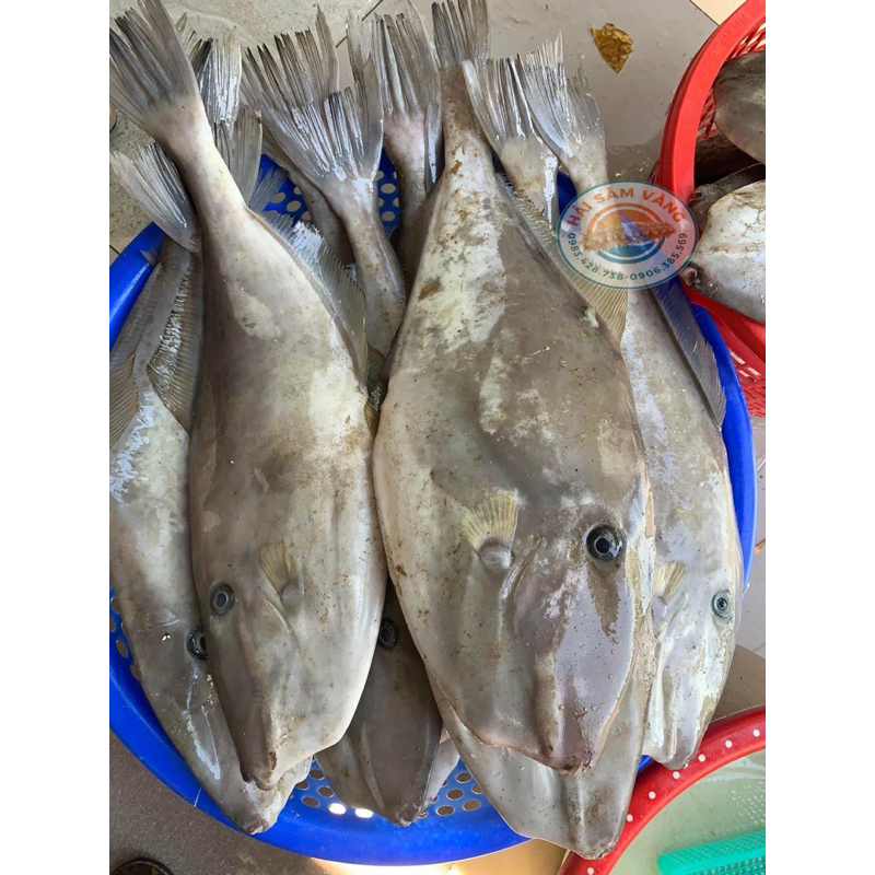 CÁ BÒ DA TRẮNG NHA TRANG (1-2kg/con đã làm sạch)