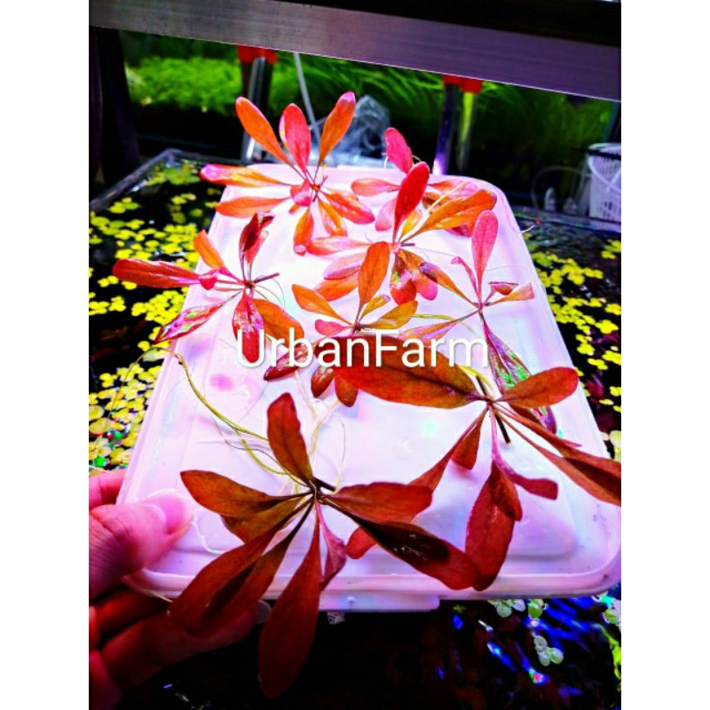 Cải đỏ thủy sinh - Cây thủy sinh trung cảnh