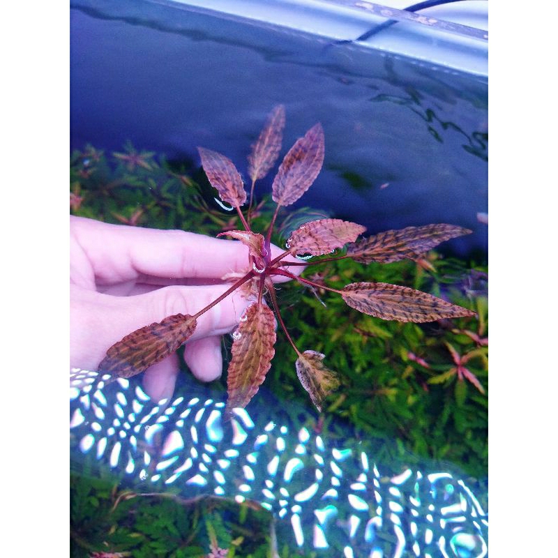 Cây tiêu thảo Nuri trồng trong bể thủy sinh