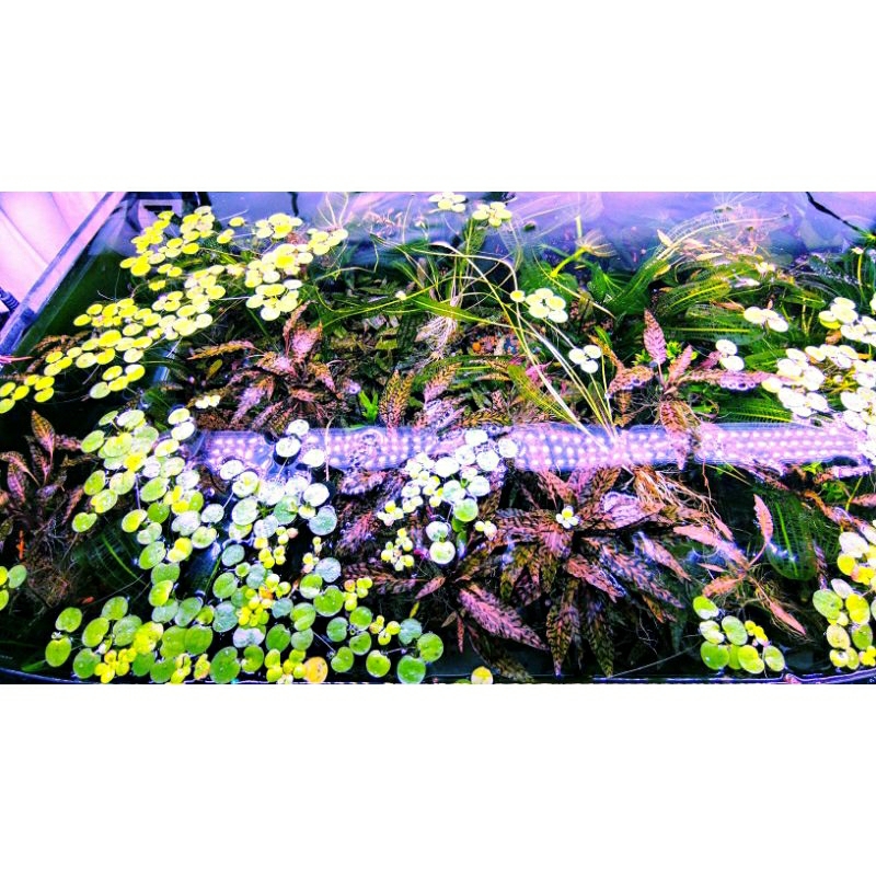 Cây tiêu thảo Nuri trồng trong bể thủy sinh