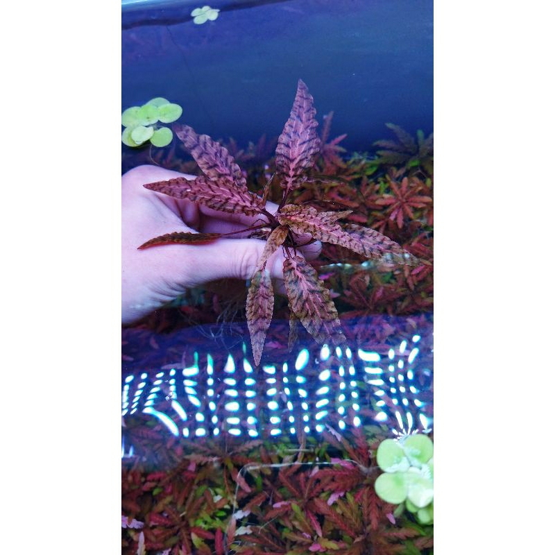 Cây tiêu thảo Nuri trồng trong bể thủy sinh