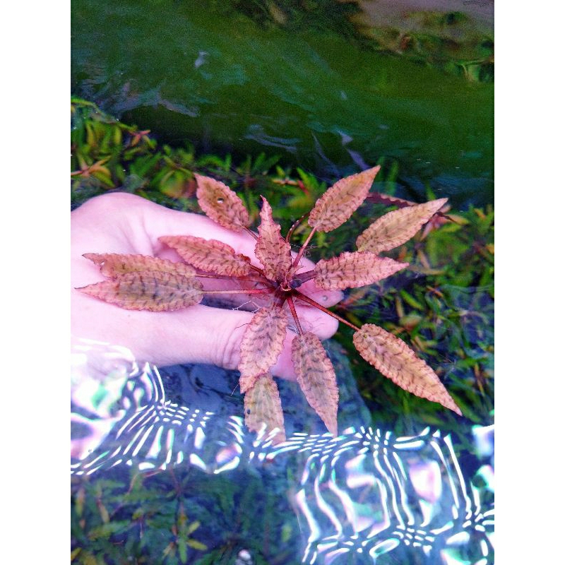 Cây tiêu thảo Nuri trồng trong bể thủy sinh