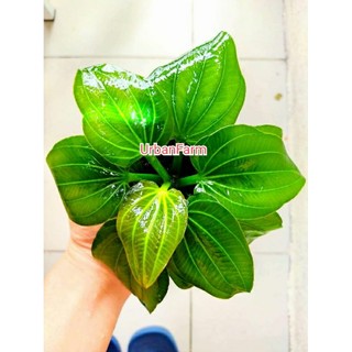 Cây trầu iguazu 09 trồng trong bể cá
